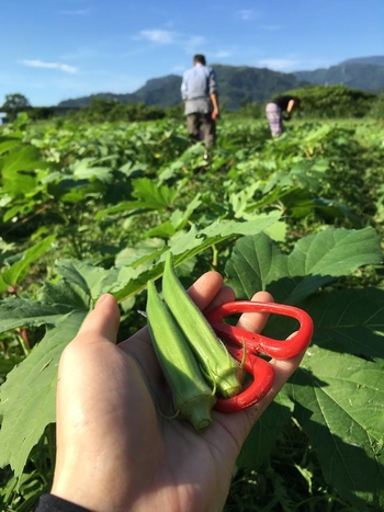 Good harvest in Yilan! Our student was helping in the farm.